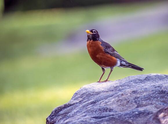 Top 21 Must-see Birds For Bird Watchers In America - NewsBreak