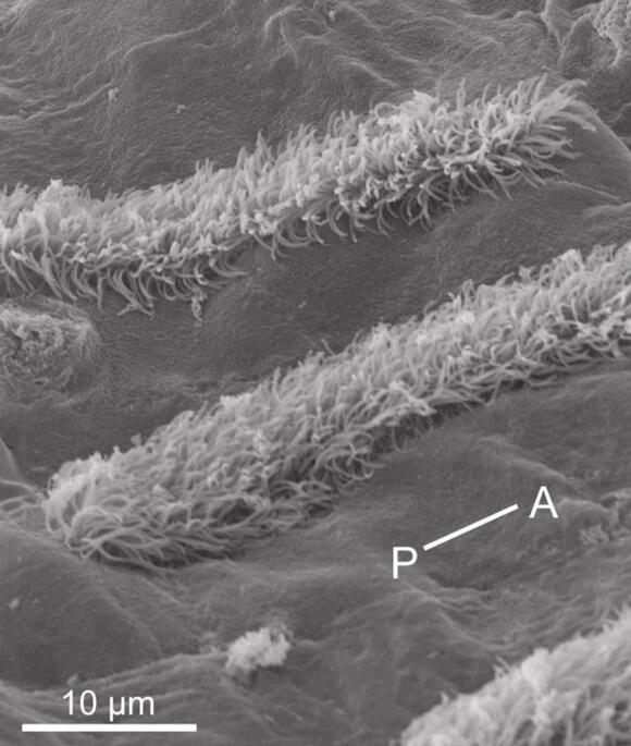 Scientists Find Squid Are Covered in Hair-Like Cells Remarkably Similar ...