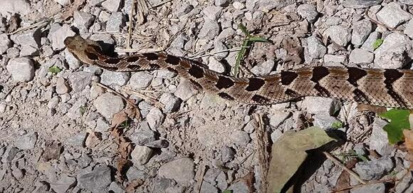 Popular Illinois Road Closed For Massive Annual Snake Migration - NewsBreak