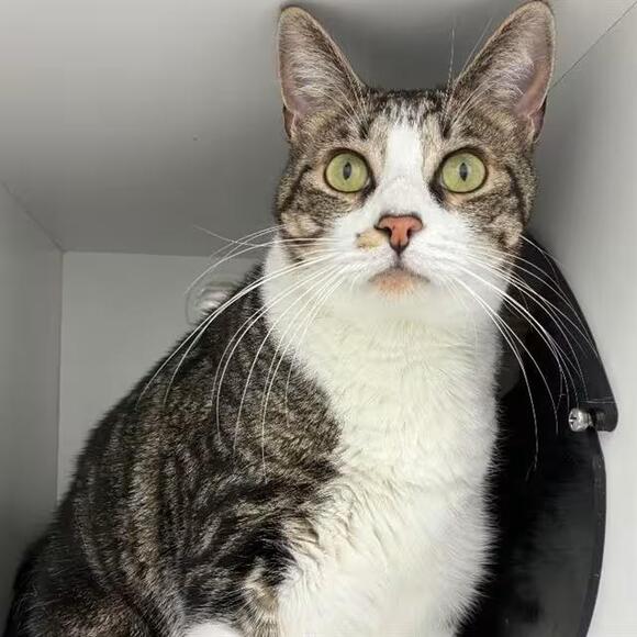🐱 Gentle & Charming Cats Ready for Adoption in Centerville MA - NewsBreak