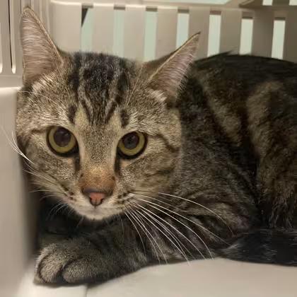 🐱 Sweet Cats in Menands NY Ready for Loving Homes - NewsBreak