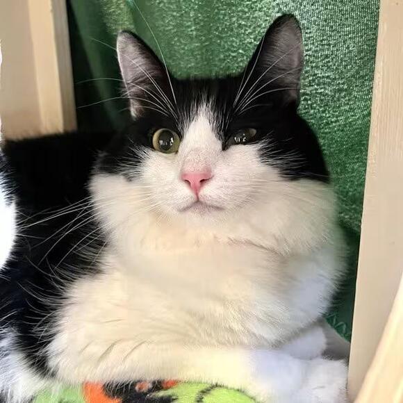🐱 Sweet Walnut Creek Cats Ready for Adoption at Joybound - NewsBreak