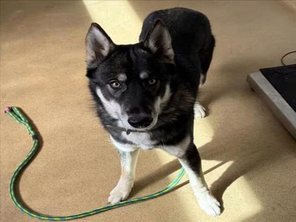 🐶 Playful & Loving Dogs Ready for Adoption in Derwood - NewsBreak