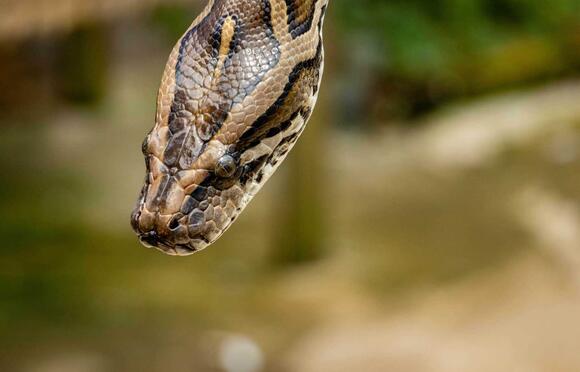 12- Year Old Girl Takes On A Python To Save Her Guinea Pig - NewsBreak