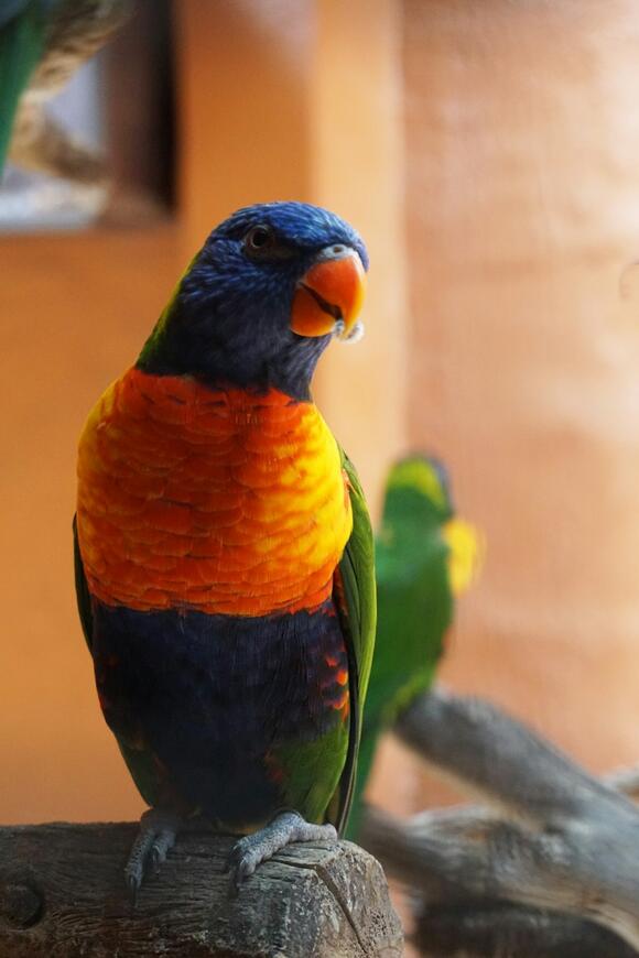 The 17 Favorite Pets In The US - NewsBreak