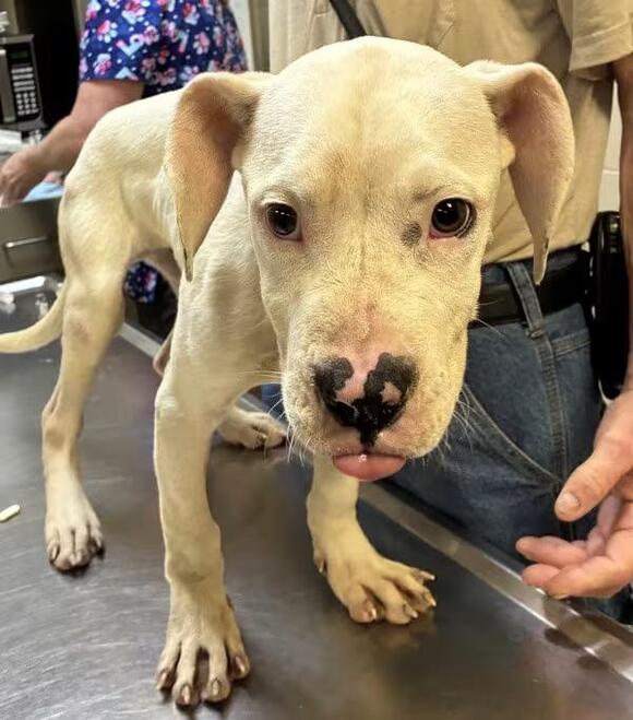 🐶 Playful, Gentle & Loyal Dogs Ready for Adoption in Elizabethtown ...