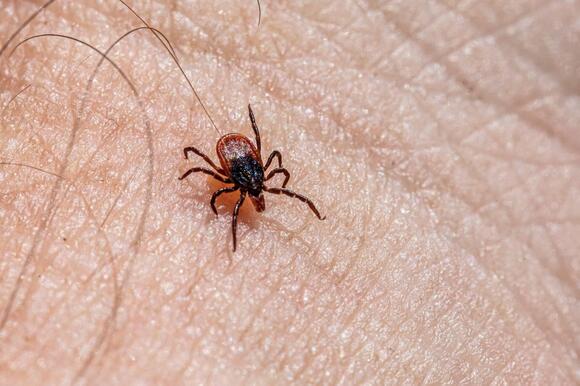 Lyme Disease Cases Reported In Every Illinois County, Tick Season ...