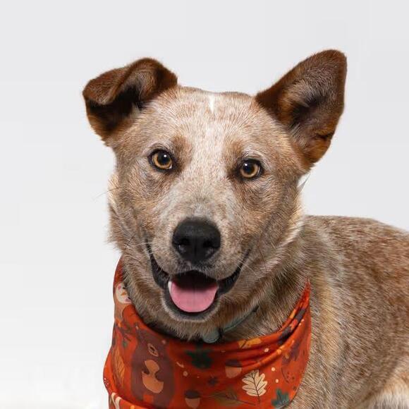 🐶 Playful Herding Dogs & Huskies Ready for Adoption in Goleta - NewsBreak