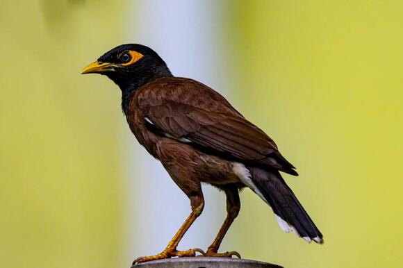 Is There a Bird That Whistles at Night? Discover the Truth!