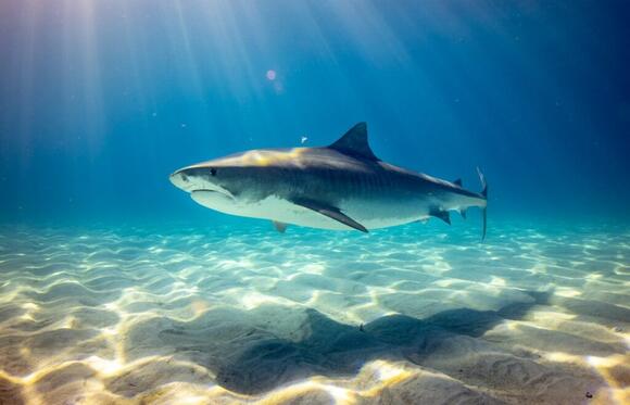 Do Sharks Have a Sixth Sense? Exploring Their Unique Sensory Abilities ...