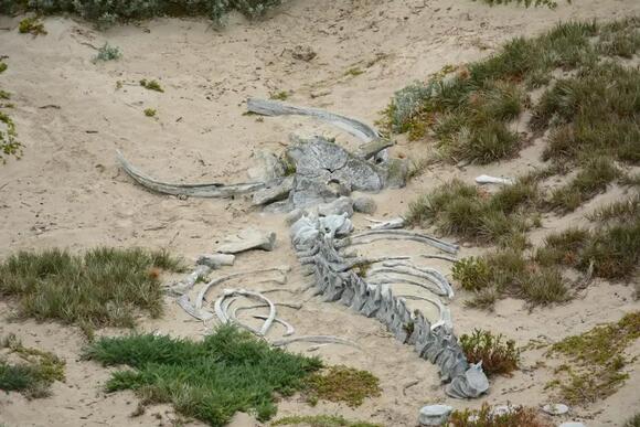 7 Theories Explaining the Mysterious Extinction of Prehistoric Marine ...