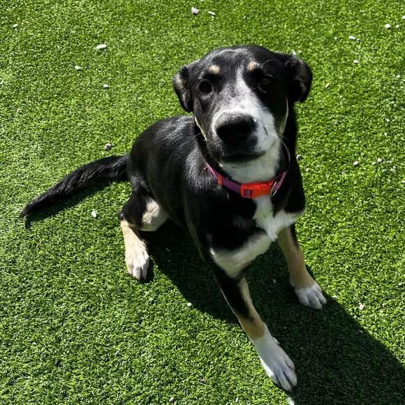 🐶 Playful & Loyal Dogs Waiting for Adoption in Flagstaff - NewsBreak