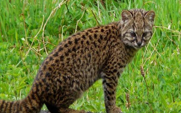 11 Wild Cat Species That Are Smaller Than House Cats - NewsBreak