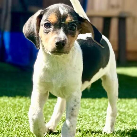 🐶 Playful Beagle Mix Puppies & More Ready for Adoption in LaGrange ...