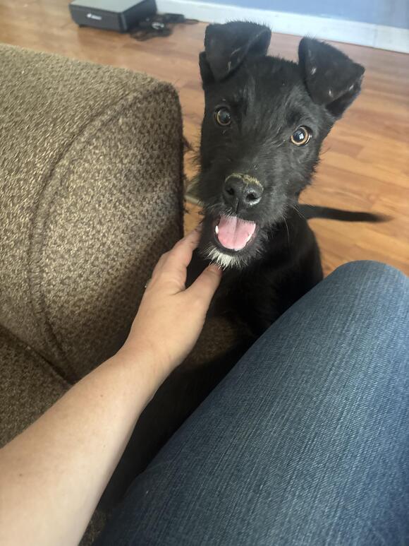 🎁 Freebies Up for Grabs in London, KY — Furniture, Pets & More - NewsBreak