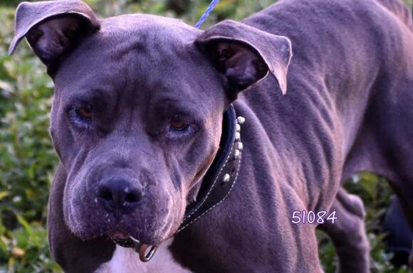 🐶 Playful & Sweet Dogs Waiting for Adoption in Okeechobee - NewsBreak