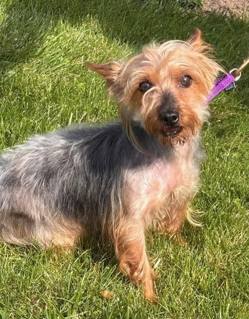 🐶 Playful, Gentle & Loyal Dogs Ready for Adoption in Batavia - NewsBreak