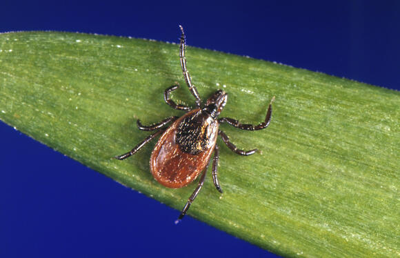 2025 sees spike in ER visits for tick bites, CDC warns of rising health ...