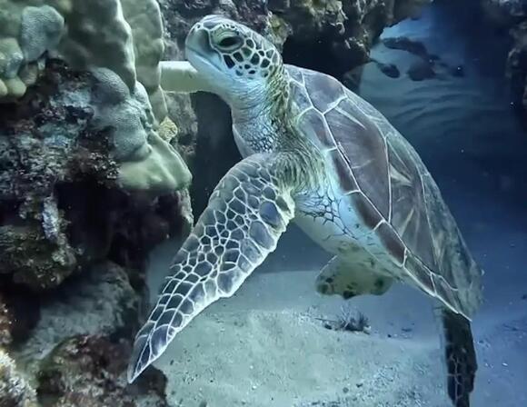 The Majestic Green Sea Turtle - NewsBreak