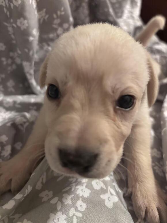 🐶 Playful Lab Mix Puppies Ready for Adoption in Florissant - NewsBreak