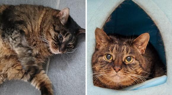 11-Year-Old Tabby Who 