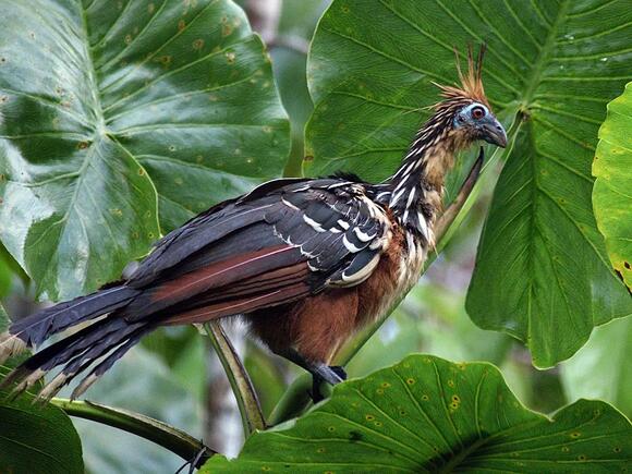 30 Best Climbing Animals: From Mountain Peaks to Forest Canopies ...