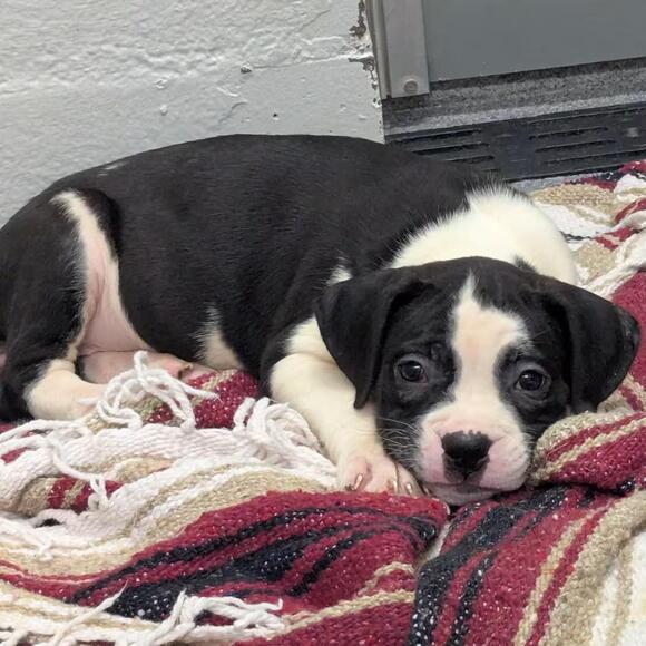 🐶 Playful Boxer Mix Puppies Ready for Adoption in Evansville - NewsBreak