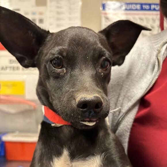 🐶 Playful, Gentle & Senior Dogs Ready for Adoption in Yuma - NewsBreak