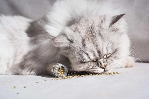 Early Signs of Cat Pregnancy - NewsBreak - Cat Pregnancy Nail Care And Health