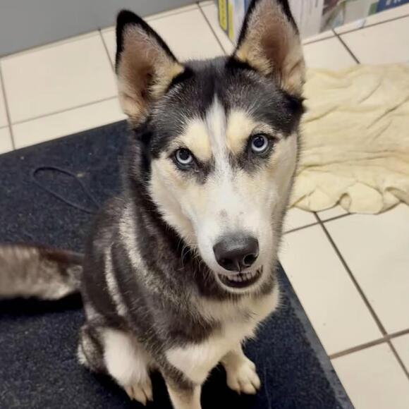 🐶 Playful, Gentle & Loyal Dogs Ready for Adoption in Dayton - NewsBreak