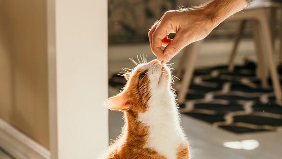 Do cats hotsell eat goldfish