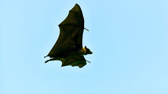 How Bats Use Chaos Theory to Find Food - NewsBreak