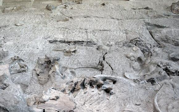 The Case of the Fossil With a Made-Up Name - NewsBreak
