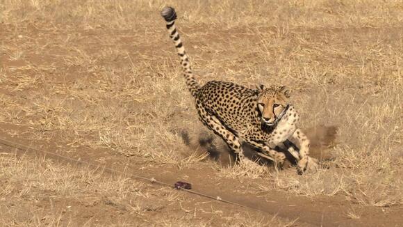Why Cheetahs Rely on Sight More Than Smell to Hunt - NewsBreak