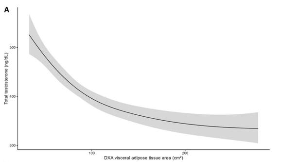 Visceral Fat, Not Aging, May Be The Real Driver of Low Testosterone ...