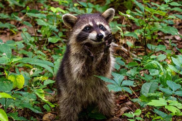 15 Animals That Love Eating Bananas - NewsBreak