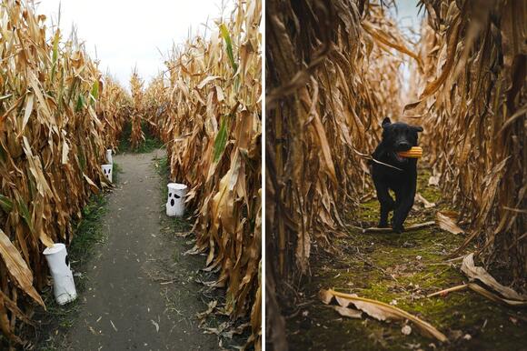 Marston Farm In Pittsfield, NH Opens Corn Maze To Dogs And Owners This ...