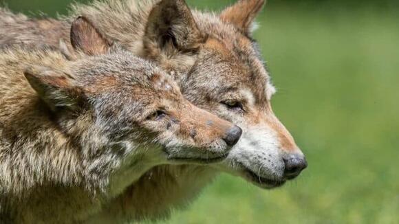 How Rewilded Wolves Are Changing Forest Health - NewsBreak