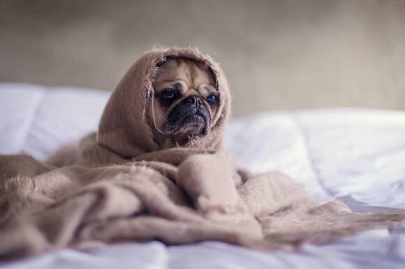 Retro Pug: An Iconic Dog - NewsBreak