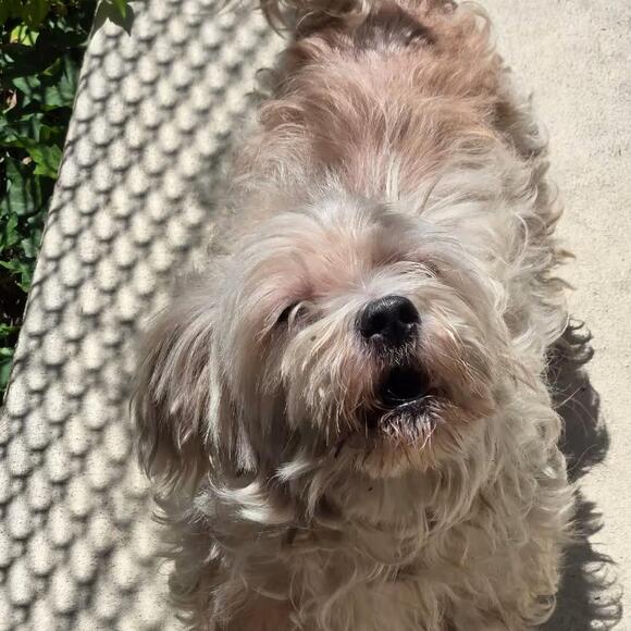 🐶 Playful, Gentle & Loyal Dogs Ready for Adoption in Philadelphia ...