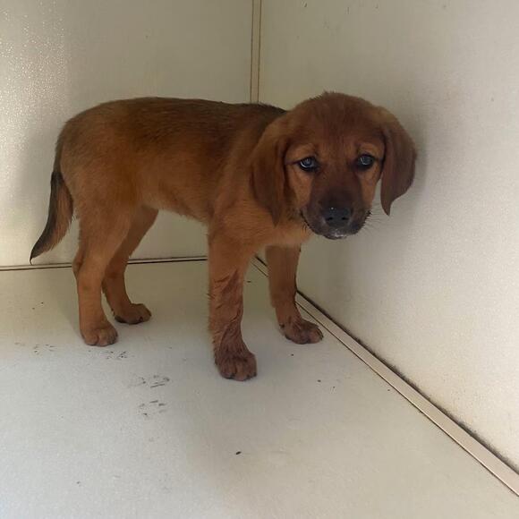 🐶 Playful, Gentle & Loyal Dogs Ready for Adoption in Chesapeake - NewsBreak
