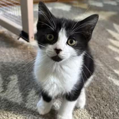 🐱 Friendly Menands Cats at Mohawk Hudson Humane Society - NewsBreak