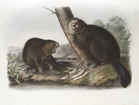 Bear vs. Human: What Science Says About Our Ancient Rivalry - NewsBreak