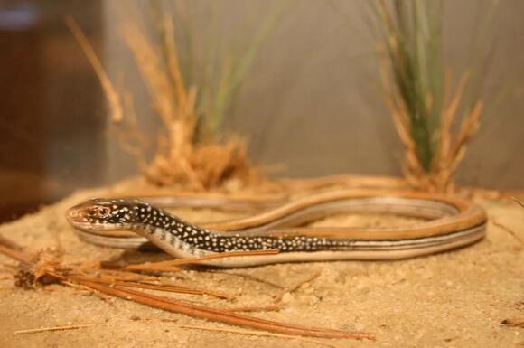 7 Types of Lizards in Alabama and How to Identify Them - NewsBreak