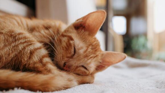 It’s Not Just a Cat Nap: The Surprising Purpose Behind Their Many ...
