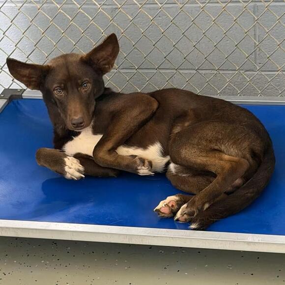 🐶 Playful Lab & Golden Mix Dogs Ready for Adoption in Marion, VA ...