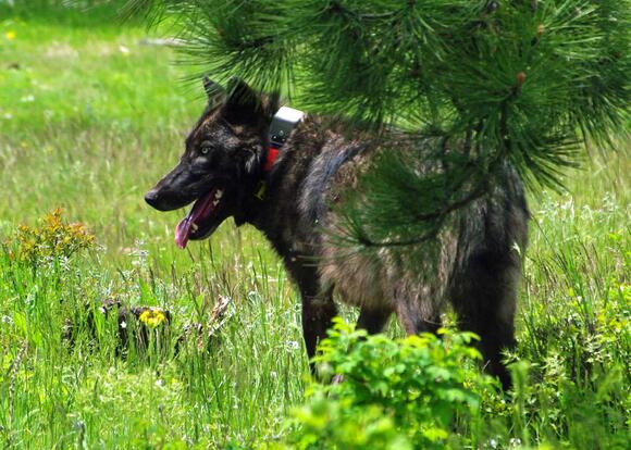 The Bold Wolf Pack of Juneau, Alaska—Too Close for Comfort - NewsBreak