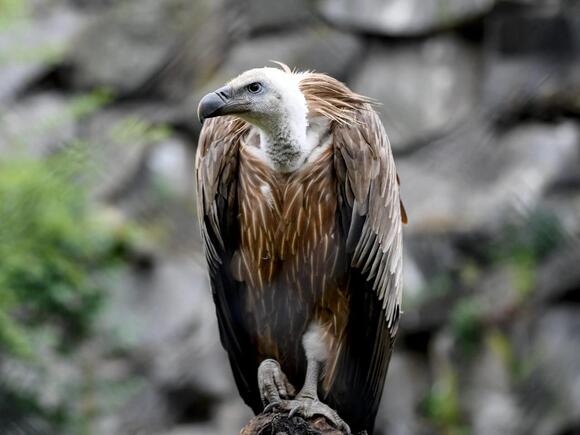 A vulture died under ‘unusual’ circumstances at a Dallas zoo about a