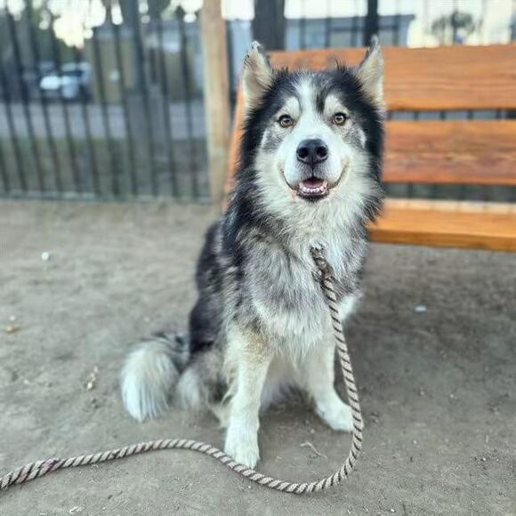 🐶 Playful, Gentle & Loyal Dogs Ready for Adoption in Long Beach - NewsBreak