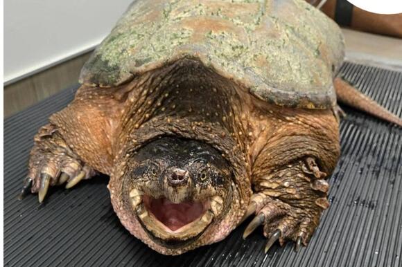 Massive Snapping Turtle is Released After Lake Michigan Rescue - NewsBreak